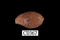 藏品(紅麥螺)的圖片